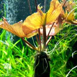 Нимфея (кувшинка) Мадам Вилфрон Гоннер