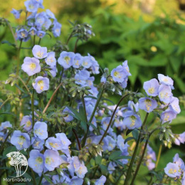 Синюха Соньяс Блю Белл