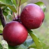 Яблоня красномякотная Байя Мариса фото 2 