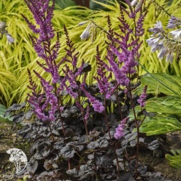 Astilbe Dark Side of the Moon Астильба Арендса Дарк Сайд оф зе Мун