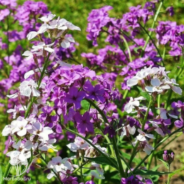 Вечерница Матроны Смесь окрасок