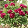 Пион древовидный Сад в розовом сиянии фото 4 