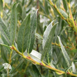 Ива розмаринолистная Тини Перлс