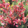Ракитник ранний Бурквуди фото 3 