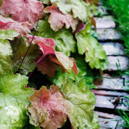 Гейхера Саузен Комфорт