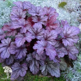 Гейхера Шанхай