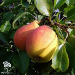 Груша обыкновенная Бон Луис д'Авранш на штамбе