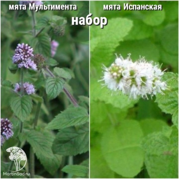 Фото Набор для чая мята Мультимента + Испанская