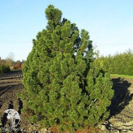 Сосна горная Гном