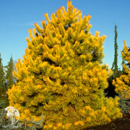 Сосна обыкновенная Аурея