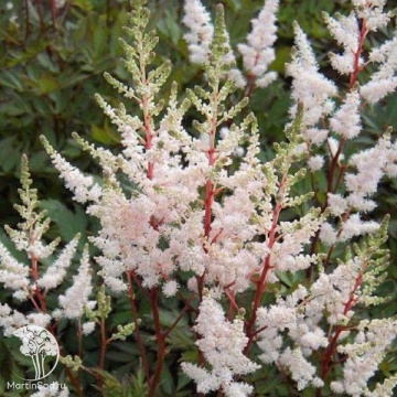 Фото Astilbe arendsii Bronzelaub Астильба японская Бронзелауб (C-3, Собств. пр-во, B/18/1, П/Г/30/3)