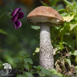 Подберезовик на зерновом субстрате