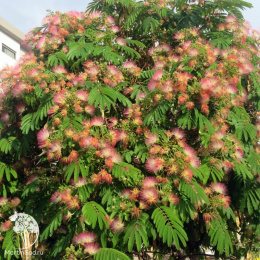 Альбиция ленкоранская (Акация шёлковая)