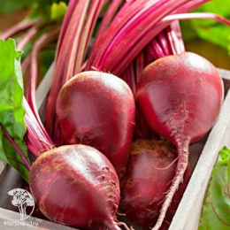 Набор семян Свекла