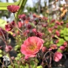 Geum Petticoats Pink Гравилат Петтикоатс Пинк фото 3 