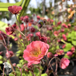 Geum Petticoats Pink Гравилат Петтикоатс Пинк