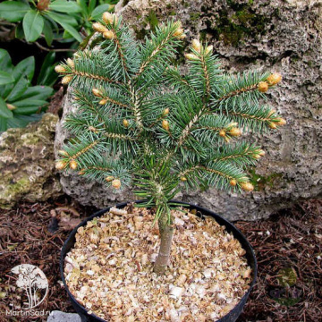 Фото Ель колючая Вудсток