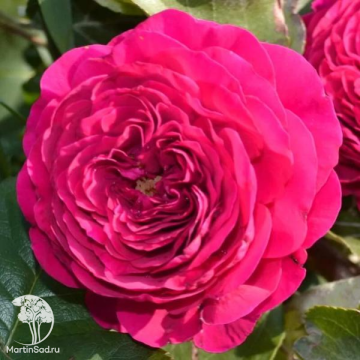 Фото Роза пионовидная Принцесса Киши