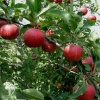 Яблоня обыкновенная Гала на штамбе фото 1 