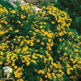 Лапчатка кустарниковая Мандарин Танго