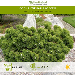 Сосна горная Якобсен