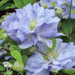 Клематис Азур Болл