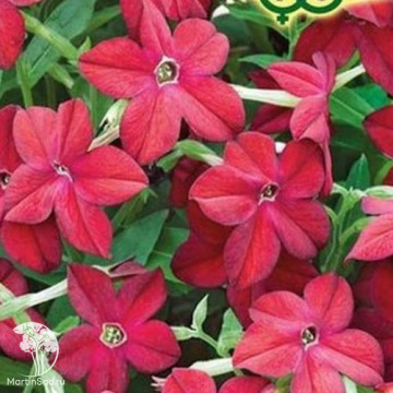 Фото Табак Благоухающая гавань красный F1 душистый пробирка, серия Сад ароматов