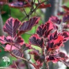 Бук лесной Пурпуреа Триколор фото 1 