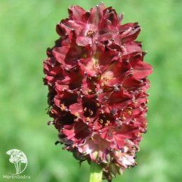 Кровохлёбка лекарственная Лемон Сплэш