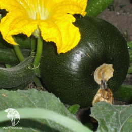 Кабачок Поваренок автор.