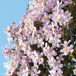 Клематис горный Элизабет