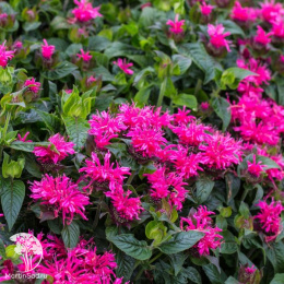 Монарда Кренберри Лейс