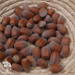 Фундук Каталонский