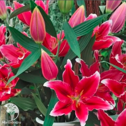 Лилия Восточная Фурио