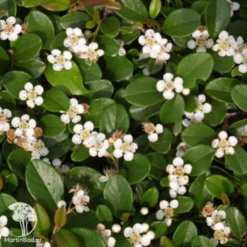 Фото Кизильник Ватерера / иволистный Корнубиа