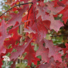 Дуб болотный Quercus palustris фото 2 