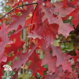 Дуб болотный Quercus palustris