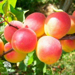 Абрикос обыкновенный Краснощекий + Чемпион Севера