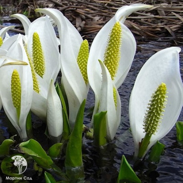Фото Лизихитон камчатский