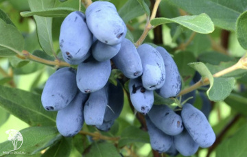 Фото Жимолость Бореал Бист