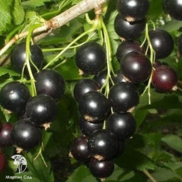 Смородина чёрная Зелёная дымка