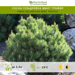 Сосна Гельдрейха Минт Траффл