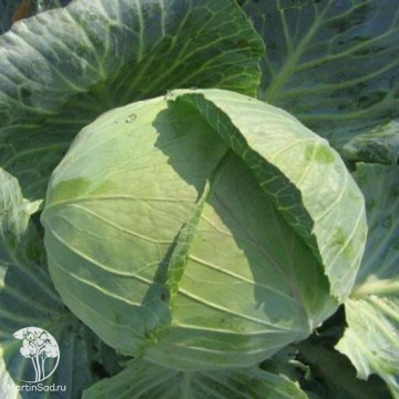 Фото Капуста белокочанная позднеспелая Колобок F1
