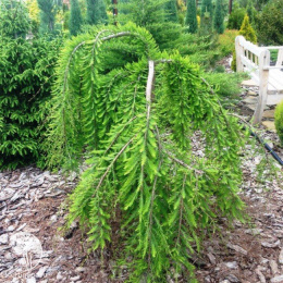 Таксодиум двурядный Пендулум Новум