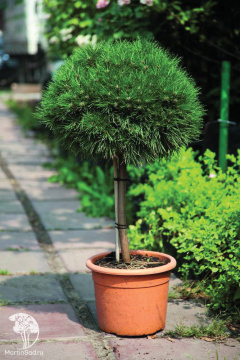 Фото Сосна горная Мопс на штамбе