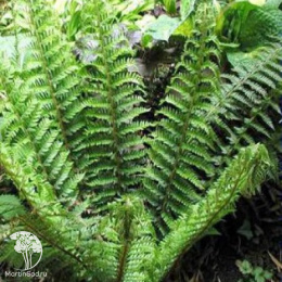 Многорядник щетинконосный Далем