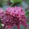 Клематис Хот Киссес фото 2 