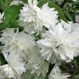 Чубушник Комсомолец