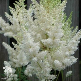 Астильба (бело-кремовая)