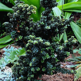 Падуб японский остролистный Дварф Пагода